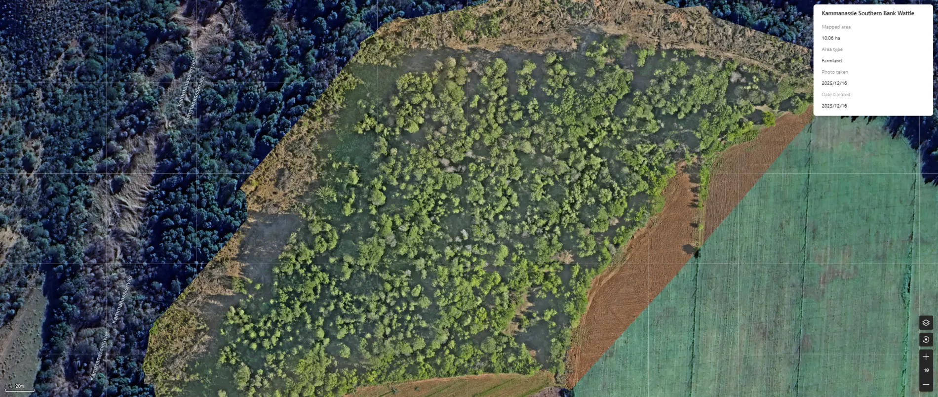 Drone orthomosaic of mapped Black Wattle infestation for treatment planning, December 2025